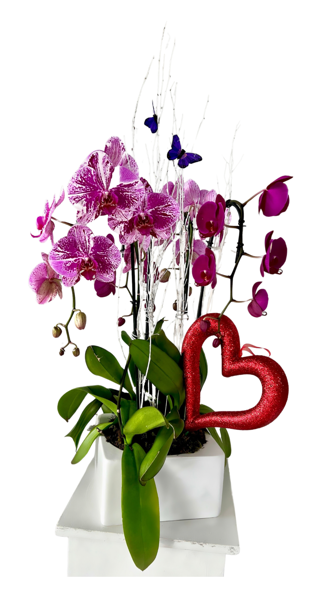 GFO-04 - 4 Orchid Fusion