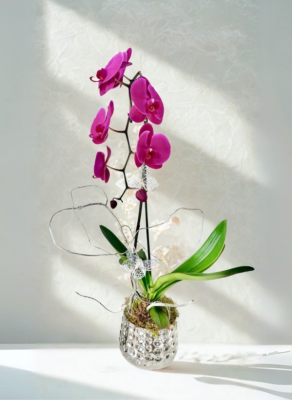GFO-01 - Sweet Orchid of Mine