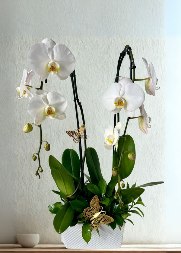 GFO-02 - 2 Orchid Fusion