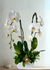 files/B9396263-7AF0-4CFE-AF97-390EC138303F.png