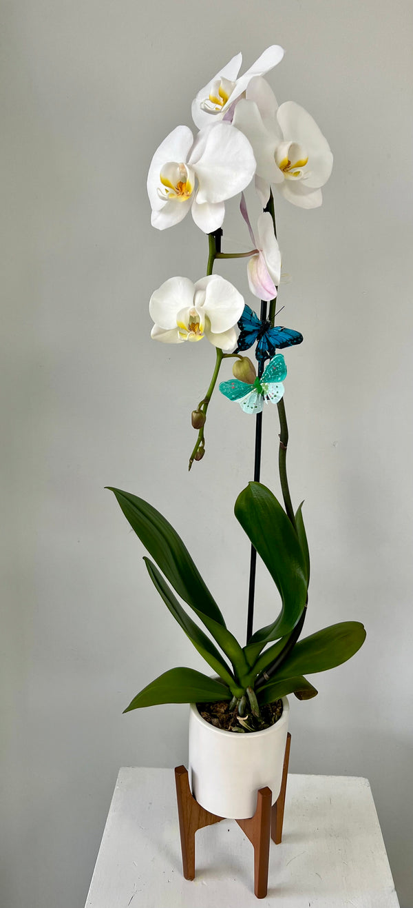 GFO-01 - Sweet Orchid of Mine