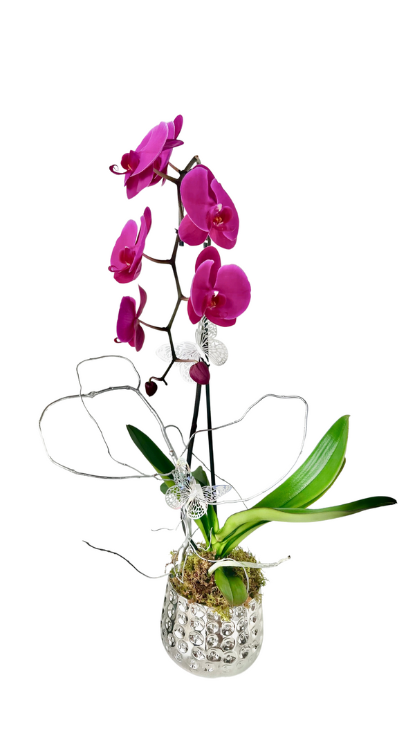 GFO-01 - Sweet Orchid of Mine