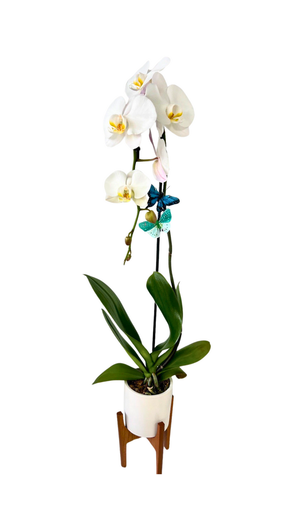 GFO-01 - Sweet Orchid of Mine