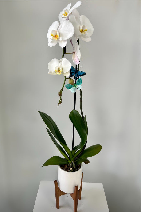 GFO-01 - Phalaenopsis Plant