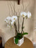 GLW088 - WHITE ORCHIDS (Cube Vase)