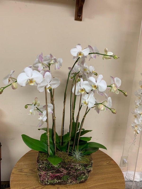 GLW089 - EXOTIC WHITE ORCHIDS