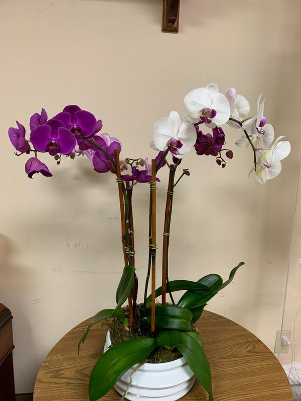 GLW097 - PURPLE AND WHITE ORCHIDS