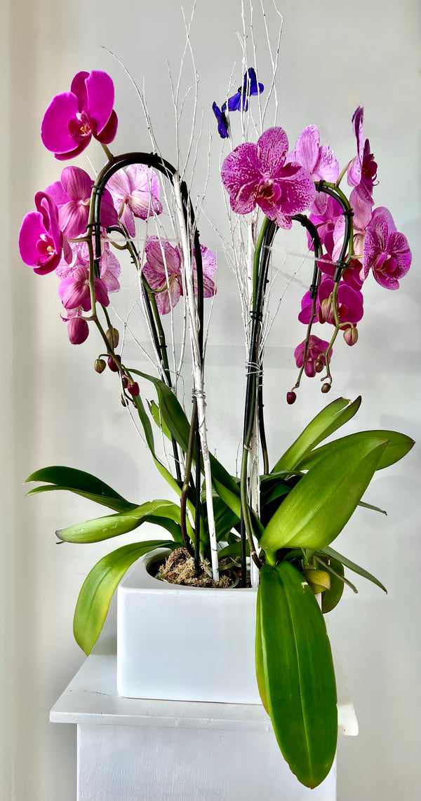 GFO-02 - 2 Phalaenopsis Plants