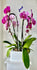 GFO-02 - 2 Phalaenopsis Plants