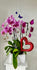 GFO-04 - 4 Phalaenopsis Orchids Plants