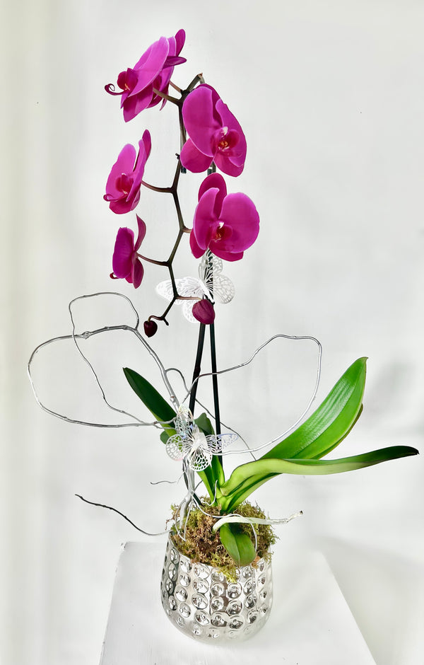 GFO-01 - Phalaenopsis Plant