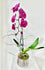 GFO-01 - Phalaenopsis Plant